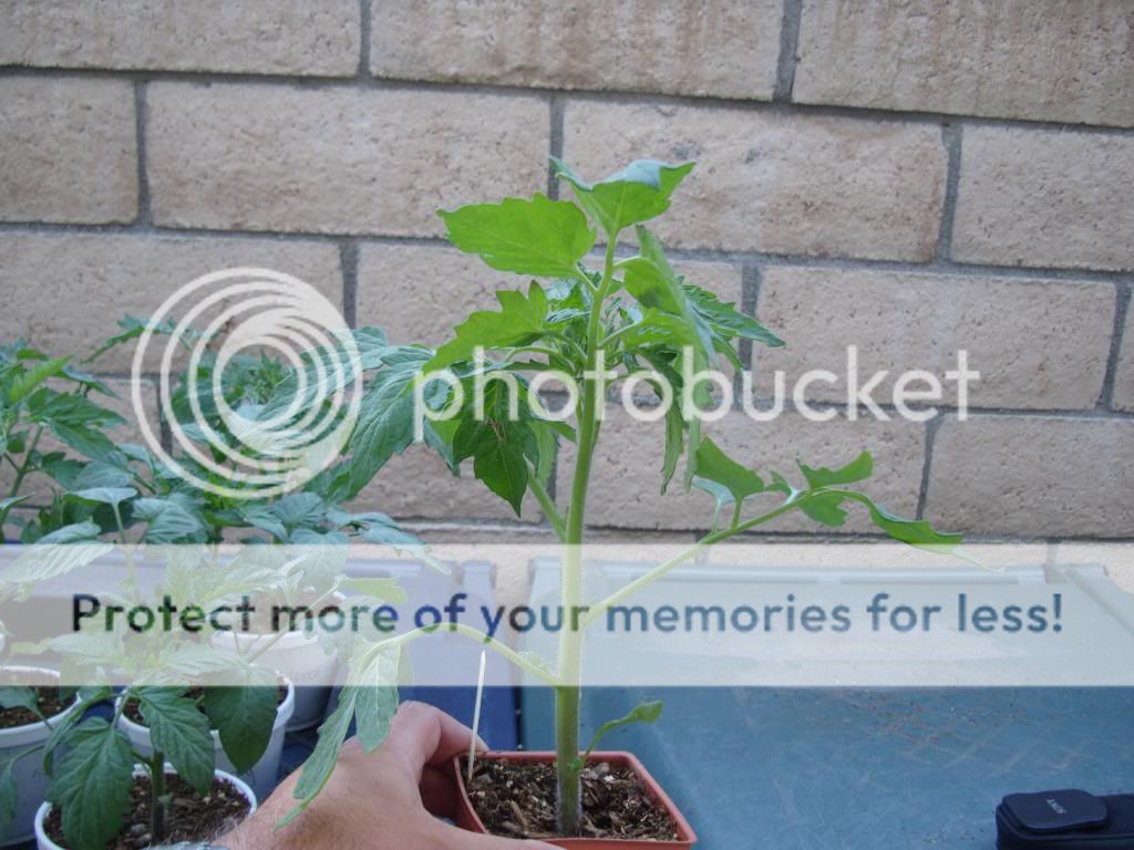  photo DSC05796_zps4a1bfb72.jpg